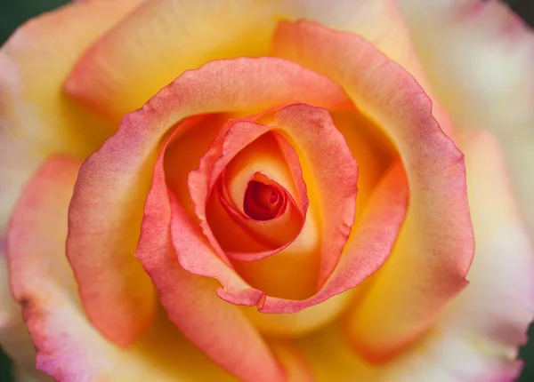 Algumas rosas amarelas alaranjadas — Fotografia de Stock