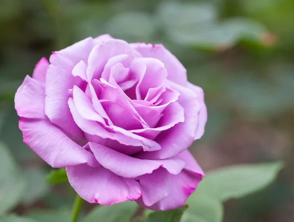 Algumas rosas amarelas roxas — Fotografia de Stock