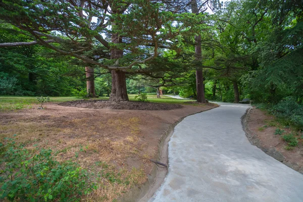 Walkway between old birch trees in park — Stock Photo, Image