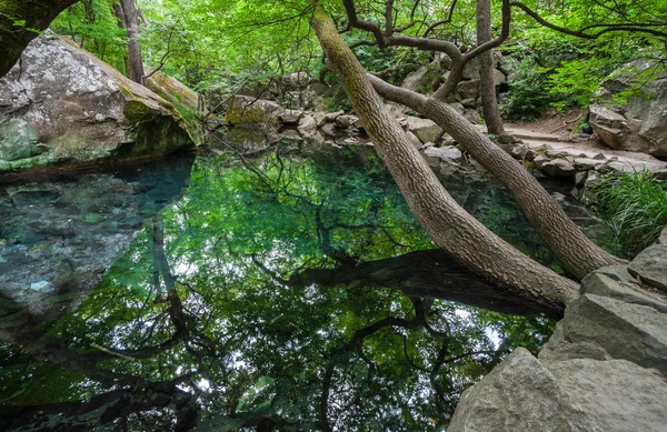 Отражение деревьев в озере — стоковое фото