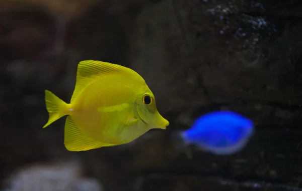 Себрасома соленая аквариумная — стоковое фото