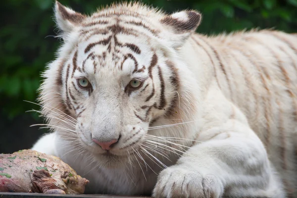 Witte Bengaalse tijger. — Stockfoto