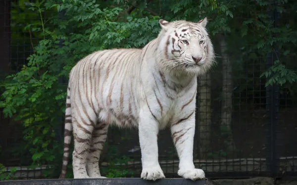 Witte Bengaalse tijger. — Stockfoto