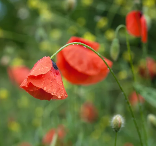 Krople czerwony kwiat maku z — Zdjęcie stockowe
