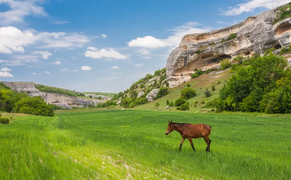 Zielone pola, góry i konie — Zdjęcie stockowe