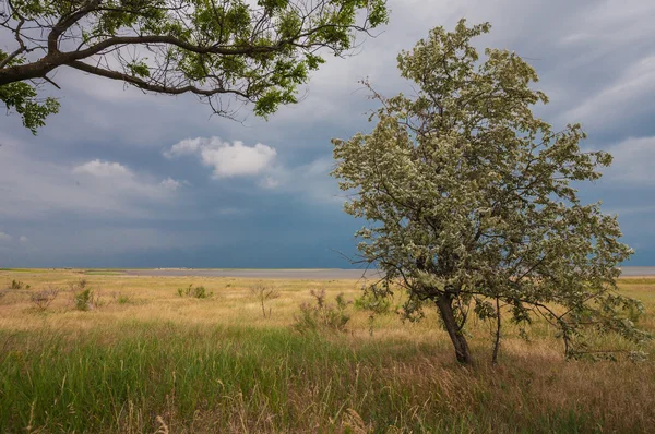 Stormy sky over a field — Stock Photo, Image