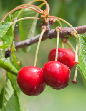 Kırmızı ve tatlı kiraz dal