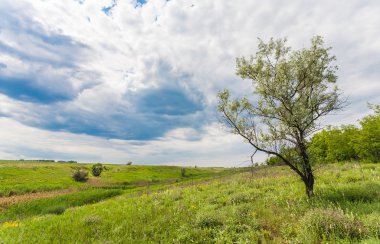 yeşil çim alan peyzaj