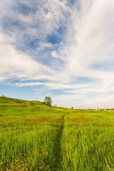 Луг з зеленою травою і блакитним небом — стокове фото