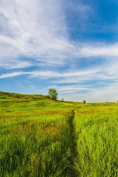 Prado com grama verde e céu azul — Fotografia de Stock