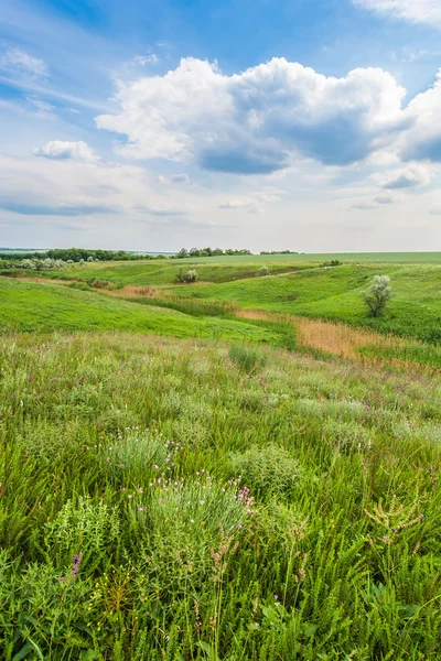 Meadow with green grass and blue sky — Stock Photo, Image