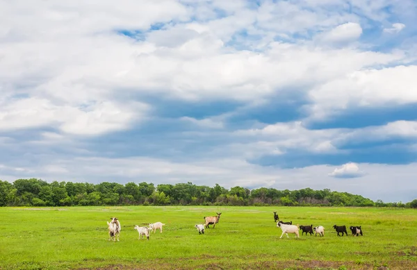 Grazing sheep and goats — Stock Photo, Image