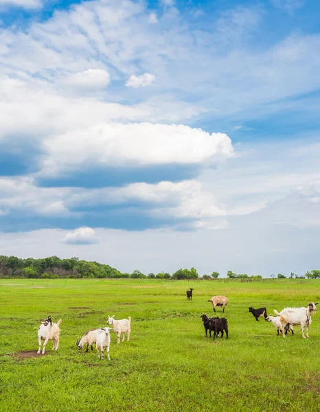 Выпас овец и коз — стоковое фото