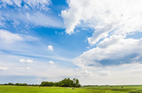 푸른 풀과 푸른 하늘이 있는 초원 — 스톡 사진
