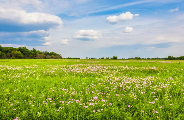 Prairie avec herbe verte et ciel bleu — Photo