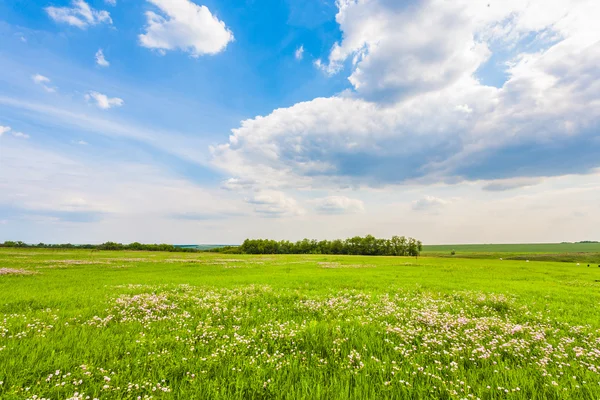 Äng med grönt gräs och blå himmel — Stockfoto