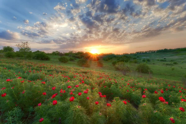 Champ avec herbe verte et coquelicots rouges — Photo