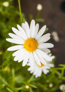 tek bir mükemmel portre