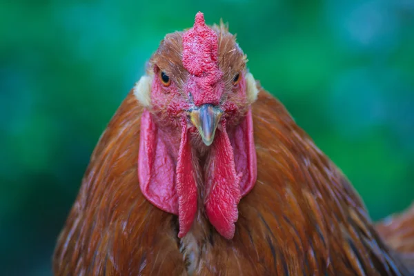 Hermoso gallo en el fondo de la naturaleza — Foto de Stock