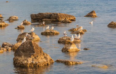 martı duran bir taş