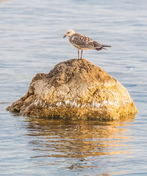 Gaivota em pé sobre uma pedra — Fotografia de Stock