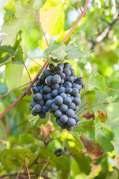 Dojrzałych kilka ciemnych winogron — Zdjęcie stockowe