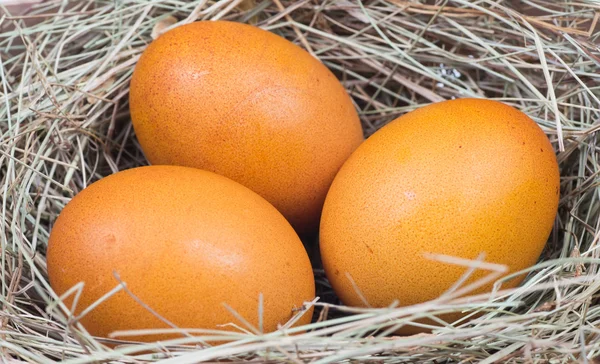 Макросъемка коричневых яиц — стоковое фото