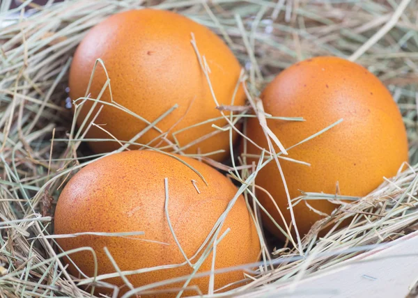 Makro natáčení hnědých vajec — Stock fotografie