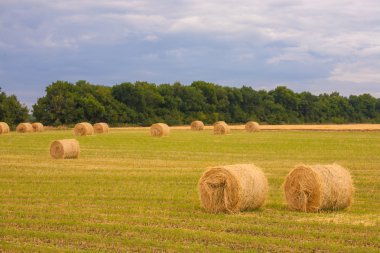 olan yaz aylarında saman balya alana