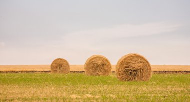 olan yaz aylarında saman balya alana