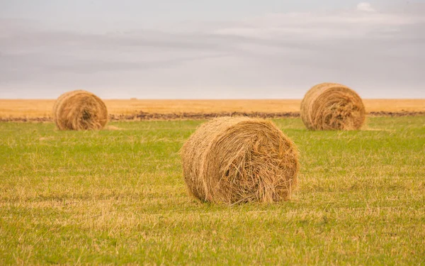 Field with straw bales in summer — Stock Photo, Image