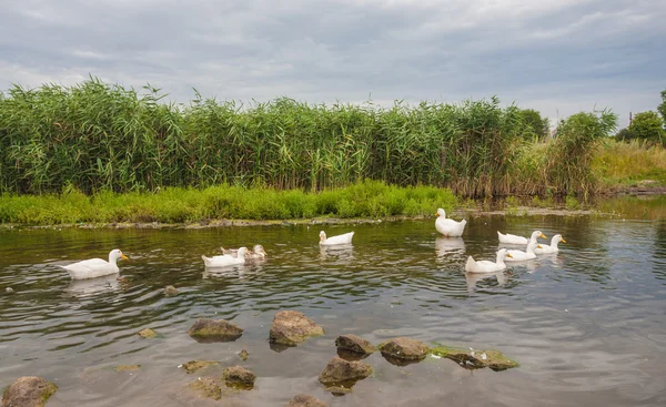 Witte ganzen zwemmen op een vijver — Stockfoto