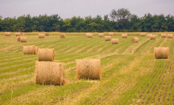 Field with straw bales in summer — Stock Photo, Image