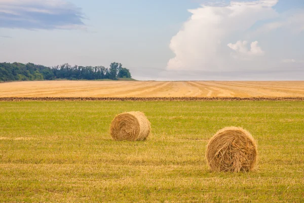 Field with straw bales in summer — Stock Photo, Image