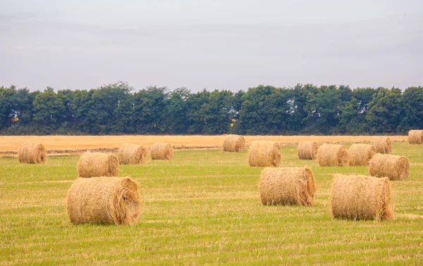 Field with straw bales in summer — Stock Photo, Image