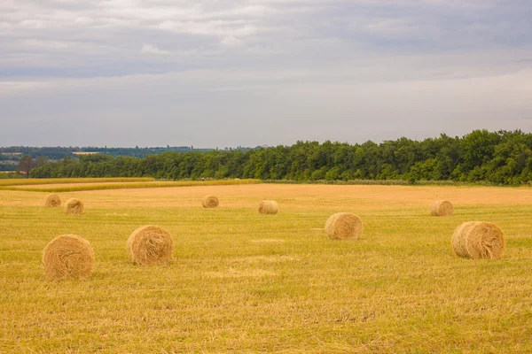 Field with straw bales in summer — Stock Photo, Image
