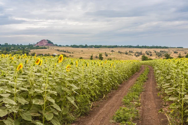 Літній пейзаж з полем соняшників — стокове фото