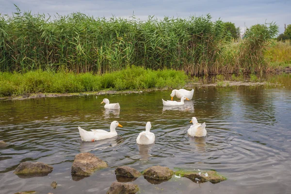 Белые гуси плавают на пруду — стоковое фото
