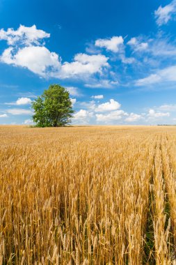 bulutlu gökyüzü mavi üzerine buğday alanında yalnız ağacı
