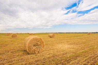 olan yaz aylarında saman balya alana