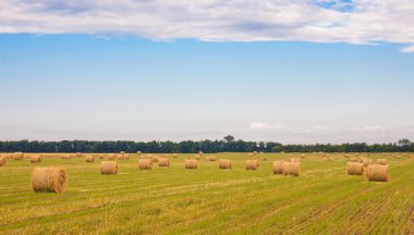 olan yaz aylarında saman balya alana