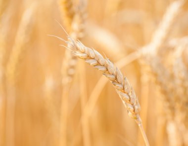 Gökyüzünün altındaki altın buğday başakları. Alan üzerine yumuşak odaklanma