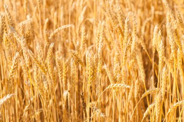 Gökyüzünün altındaki altın buğday başakları. Alan üzerine yumuşak odaklanma