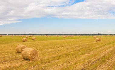 olan yaz aylarında saman balya alana