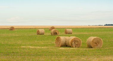 olan yaz aylarında saman balya alana
