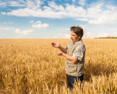 farmer standing in a wheat field clipart