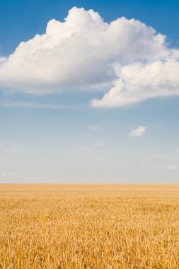 Buğday tarlası ve bulutlu mavi gökyüzü