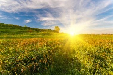 Yeşil çimenli ve mavi gökyüzlü çayır