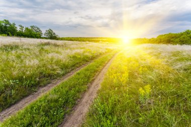 Yeşil çimenli yaz manzarası