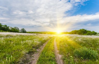 Yeşil çimenli yaz manzarası